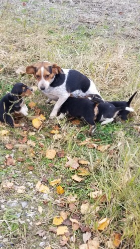 Beagles6.jpg